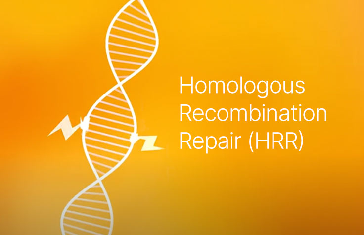 thumbnail for homologous recombination repair video