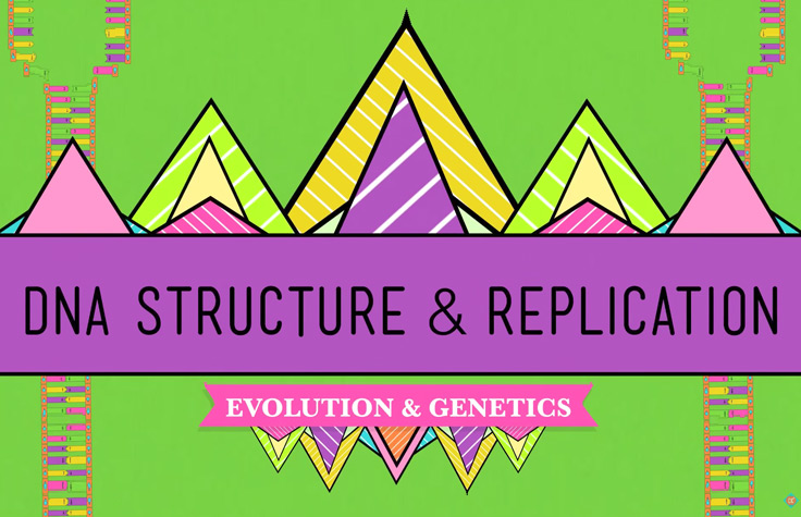 速成课：DNA结构与复制