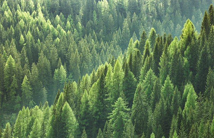 持続可能な森林