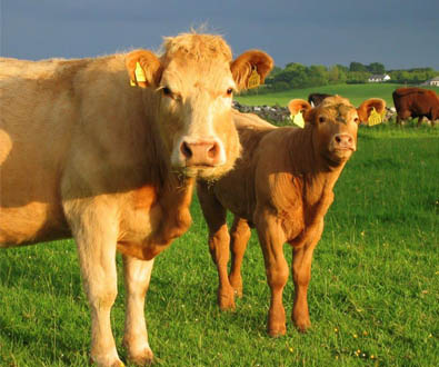 イルミナを選定するアイルランド牛育種連盟 