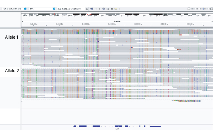 screenshot of Long-read phased sequencing enables clear haplotype assignment