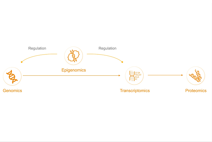 epigenomics regulation process