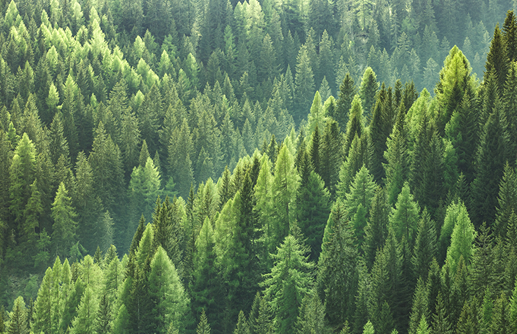 forest of trees