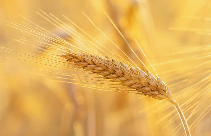 Agrigenomics arrays and consortia | Collaborating with experts