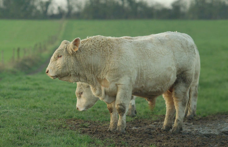 Improved Breeding Plans for Beef Cattle