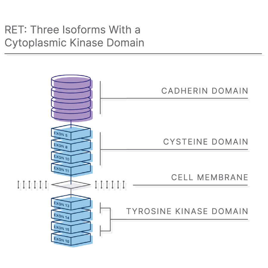 細胞質キナーゼドメインを持つ3つのアイソフォーム