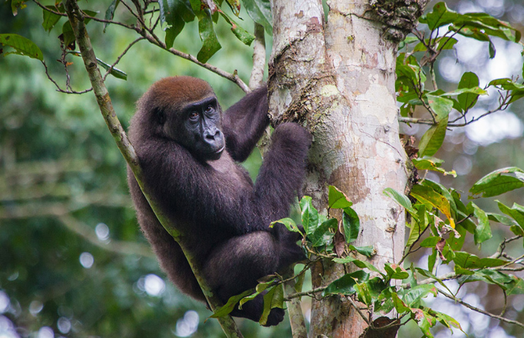 genomics and gorilla conservation