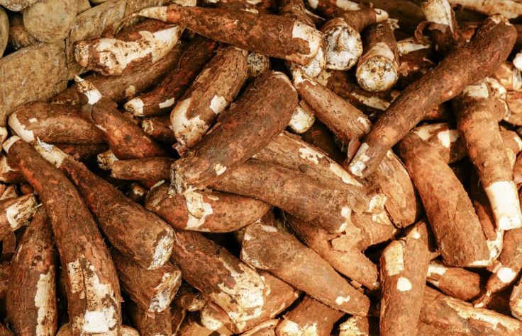 Breeding a more resilient yam in West Africa