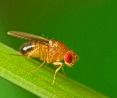 Adventures in Genomics: The Fruits of Fruit Fly Research