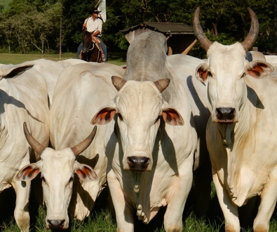 Selective Advantages in Cattle Breeding