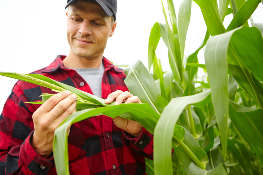 Syngenta Develops Corn That Can Thrive Under Water Stress