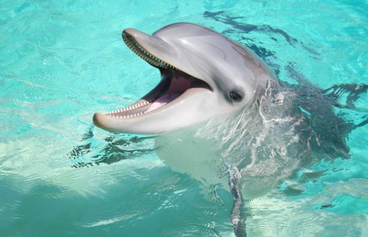 宽吻海豚基因组向研究人员公开