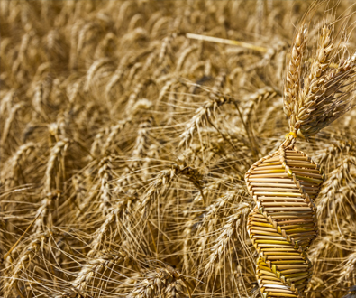 Illumina Contributes to Bread Wheat Genome Sequencing Effort