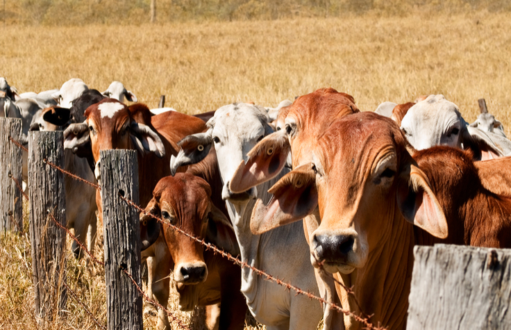 Enabling Rapid Livestock Improvement