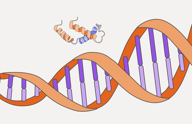 DNA-protein interaction illustration