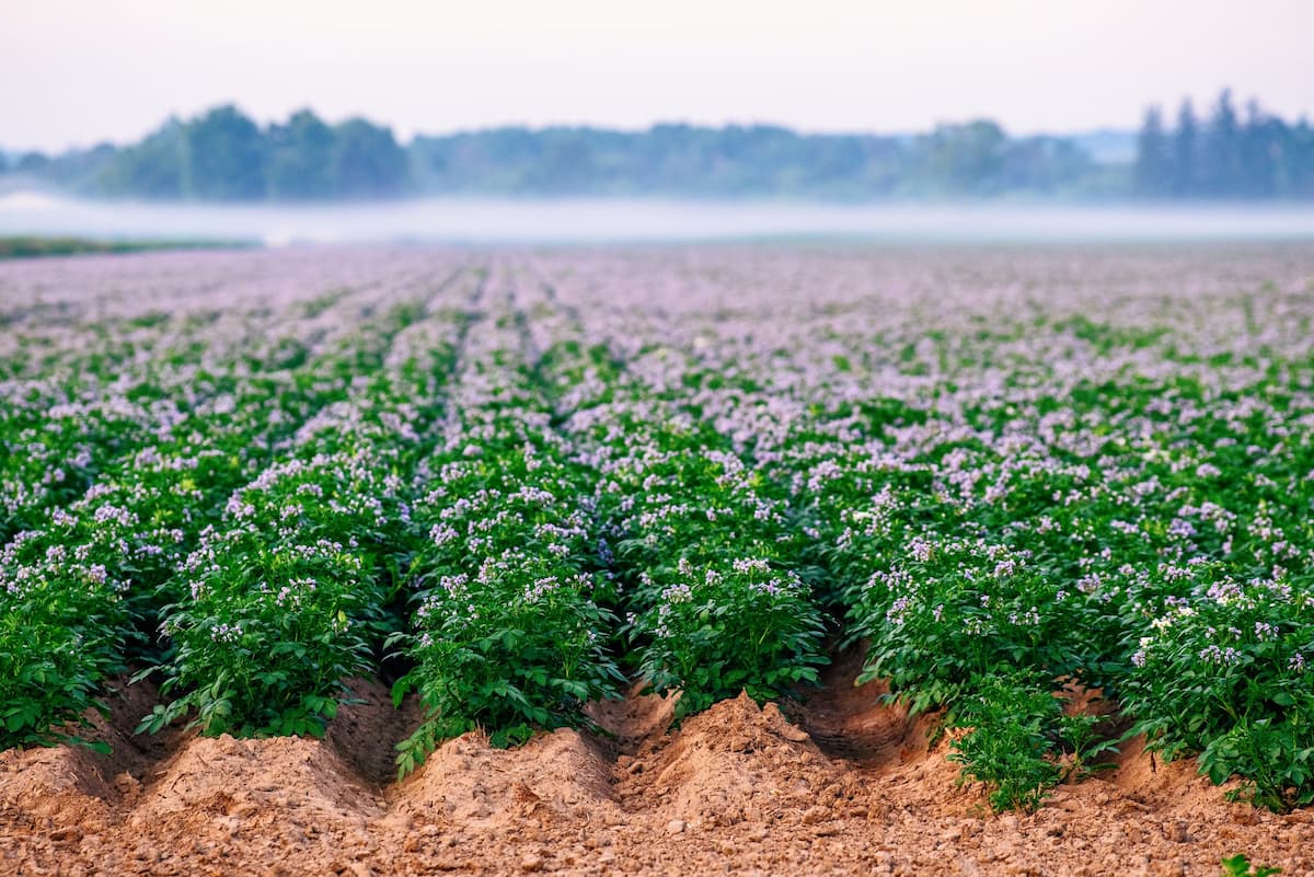 Expansive view of a field of rows of potato plants flowering.