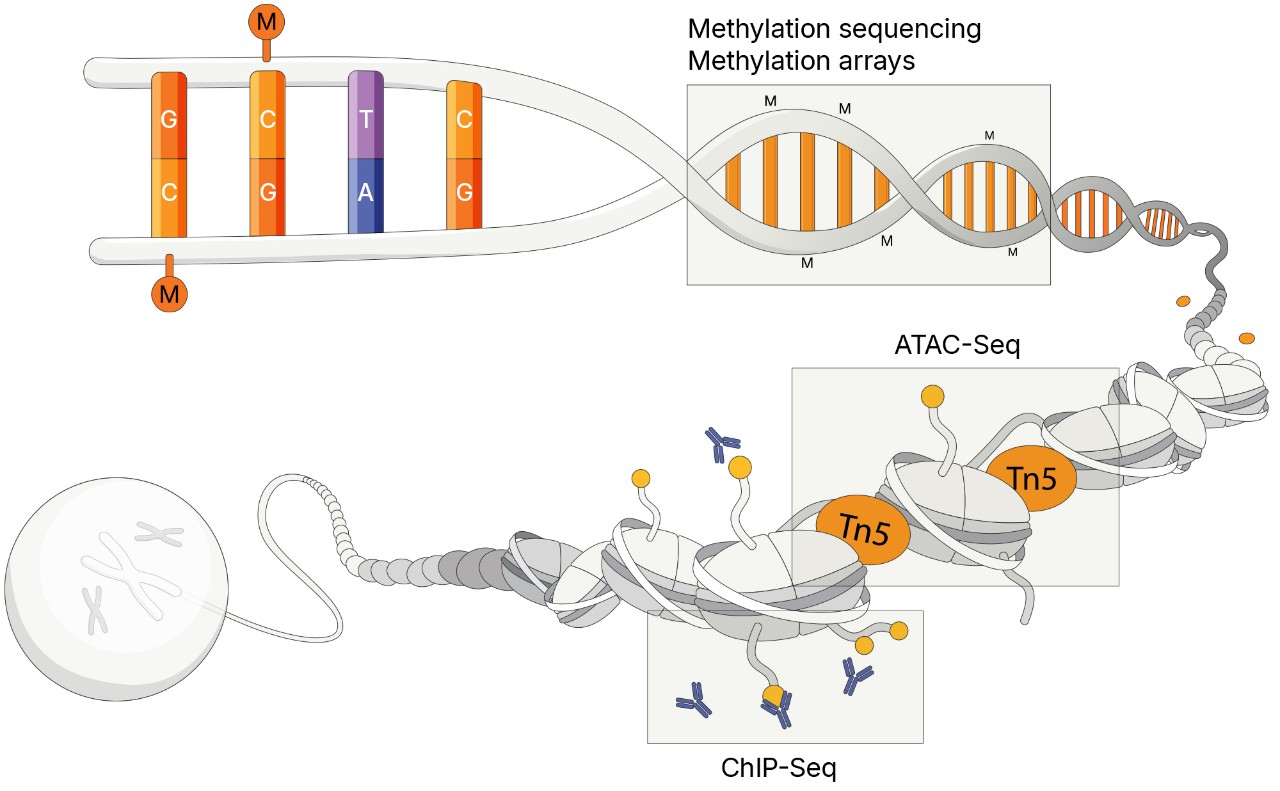 Diagram of epigenetics
