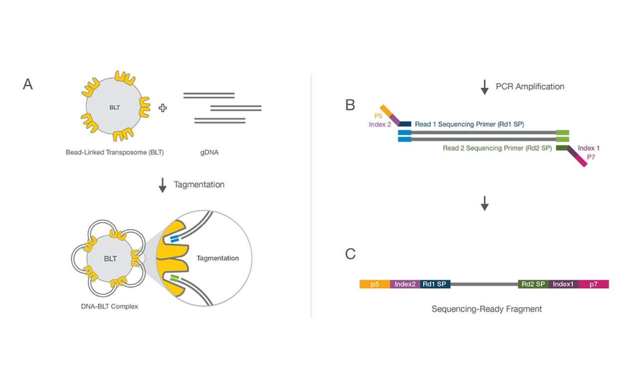 How Illumina DNA Prep technology works: (A) Bead-linked transposomes mediate the simultaneous fragmentation of gDNA and the addition of Illumina sequencing primers. (B) Reduced-cycle PCR amplification amplifies sequencing ready DNA fragments and adds indexes and adapters. (C) Sequencing-ready fragments are washed and pooled.